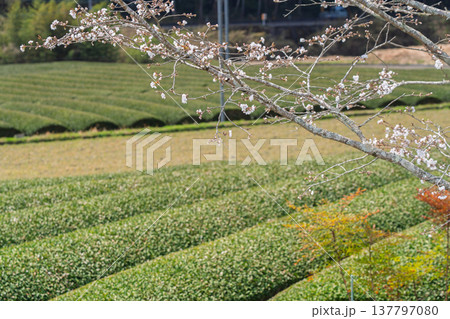 春爛漫の京都府相楽郡和束町の桜と茶畑撮影 春爛漫の京都府相楽郡和束町の桜と茶畑撮影 137797080