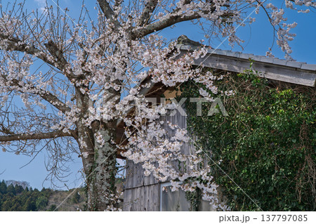 春爛漫の京都府相楽郡和束町の桜と茶畑撮影 春爛漫の京都府相楽郡和束町の桜と茶畑撮影 137797085