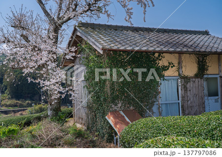 春爛漫の京都府相楽郡和束町の桜と茶畑撮影 137797086
