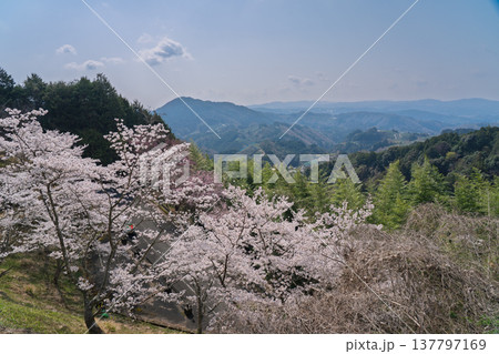 春爛漫の京都府相楽郡和束町の桜と茶畑撮影 137797169