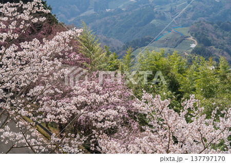 春爛漫の京都府相楽郡和束町の桜と茶畑撮影 春爛漫の京都府相楽郡和束町の桜と茶畑撮影 137797170
