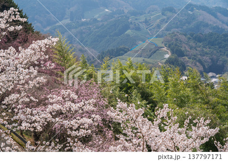 春爛漫の京都府相楽郡和束町の桜と茶畑撮影 137797171