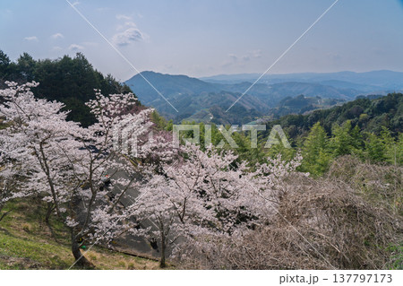 春爛漫の京都府相楽郡和束町の桜と茶畑撮影 137797173