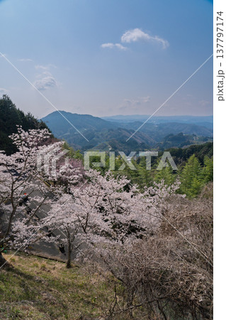 春爛漫の京都府相楽郡和束町の桜と茶畑撮影 137797174