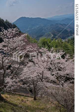 春爛漫の京都府相楽郡和束町の桜と茶畑撮影 137797175