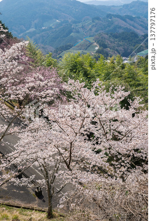 春爛漫の京都府相楽郡和束町の桜と茶畑撮影 137797176
