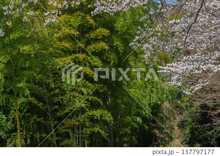 春爛漫の京都府相楽郡和束町の桜と茶畑撮影 137797177