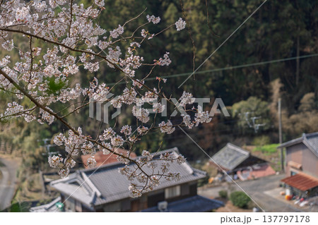 春爛漫の京都府相楽郡和束町の桜と茶畑撮影 春爛漫の京都府相楽郡和束町の桜と茶畑撮影 137797178