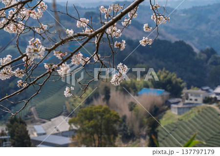 春爛漫の京都府相楽郡和束町の桜と茶畑撮影 春爛漫の京都府相楽郡和束町の桜と茶畑撮影 137797179