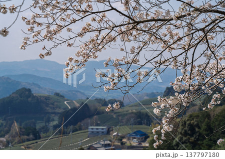 春爛漫の京都府相楽郡和束町の桜と茶畑撮影 春爛漫の京都府相楽郡和束町の桜と茶畑撮影 137797180