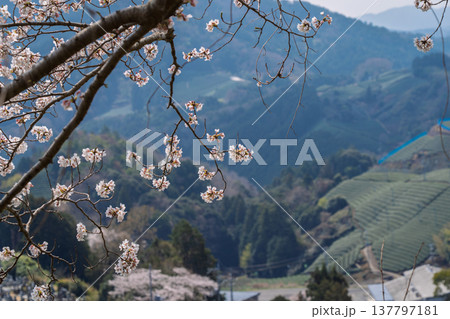 春爛漫の京都府相楽郡和束町の桜と茶畑撮影 137797181