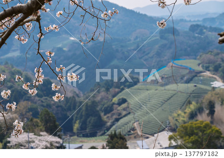 春爛漫の京都府相楽郡和束町の桜と茶畑撮影 137797182