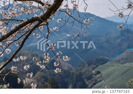 春爛漫の京都府相楽郡和束町の桜と茶畑撮影 137797183