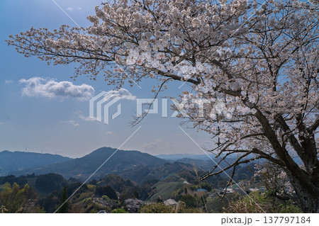 春爛漫の京都府相楽郡和束町の桜と茶畑撮影 137797184