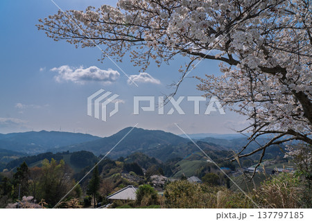 春爛漫の京都府相楽郡和束町の桜と茶畑撮影 春爛漫の京都府相楽郡和束町の桜と茶畑撮影 137797185