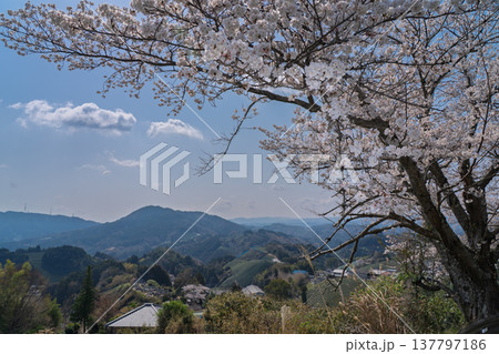 春爛漫の京都府相楽郡和束町の桜と茶畑撮影 137797186