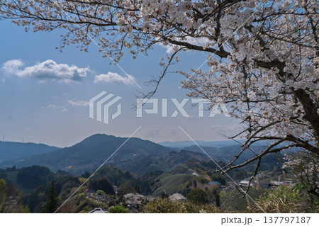 春爛漫の京都府相楽郡和束町の桜と茶畑撮影 137797187