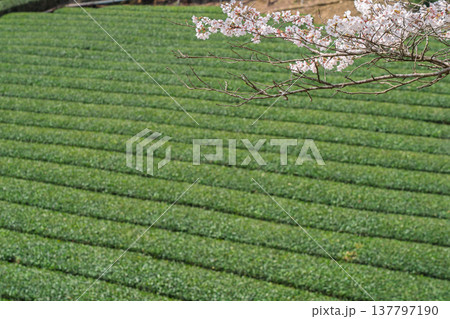 春爛漫の京都府相楽郡和束町の桜と茶畑撮影 137797190