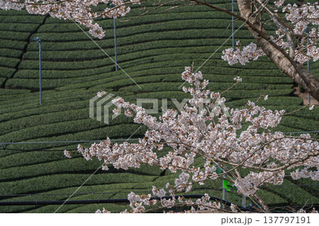 春爛漫の京都府相楽郡和束町の桜と茶畑撮影 137797191