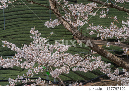 春爛漫の京都府相楽郡和束町の桜と茶畑撮影 137797192