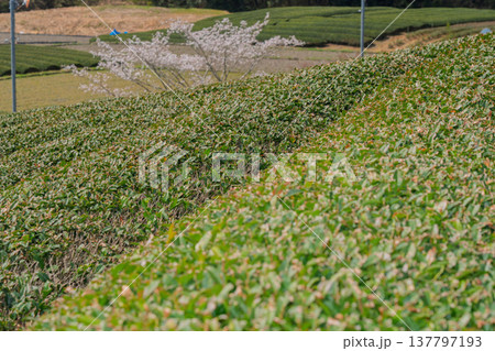 春爛漫の京都府相楽郡和束町の桜と茶畑撮影 137797193