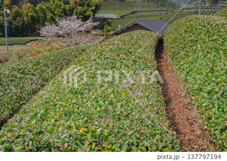 春爛漫の京都府相楽郡和束町の桜と茶畑撮影 137797194