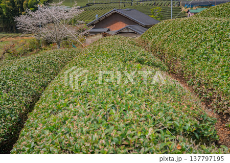 春爛漫の京都府相楽郡和束町の桜と茶畑撮影 137797195