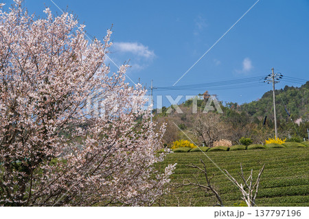春爛漫の京都府相楽郡和束町の桜と茶畑撮影 137797196