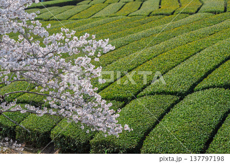 春爛漫の京都府相楽郡和束町の桜と茶畑撮影 春爛漫の京都府相楽郡和束町の桜と茶畑撮影 137797198