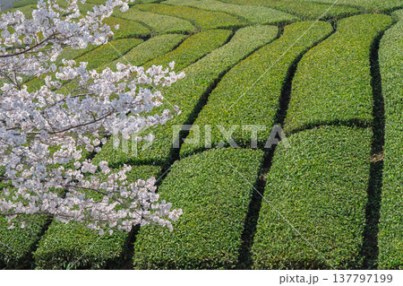 春爛漫の京都府相楽郡和束町の桜と茶畑撮影 137797199