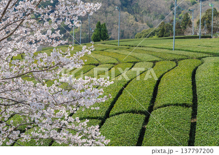 春爛漫の京都府相楽郡和束町の桜と茶畑撮影 春爛漫の京都府相楽郡和束町の桜と茶畑撮影 137797200