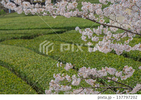 春爛漫の京都府相楽郡和束町の桜と茶畑撮影 137797202