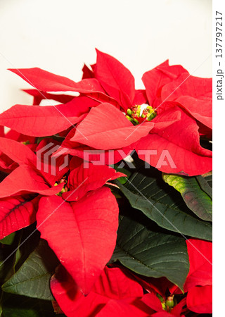 クリスマスフラワー 137797217