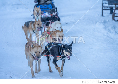 Group of dogs sledding in Listvyanka a small town in Irkutsk Oblast on the shores of Lake Baikal. It is now a popular winter sport and recreational tourist activity. Group of dogs sledding in Listvyanka a small town in Irkutsk Oblast on the shores of Lake Baikal. It is now a popular winter sport and recreational tourist activity. 137797326