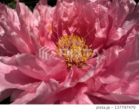 鮮やかなピンク牡丹の花マクロ写真 137797470