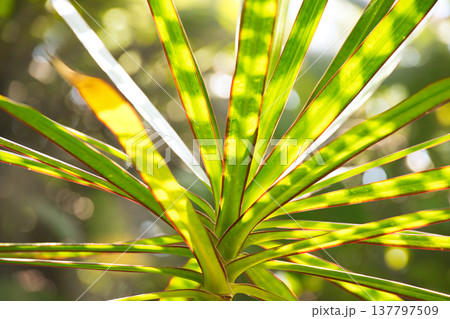 光と陰で面白い模様がついた観葉植物 137797509
