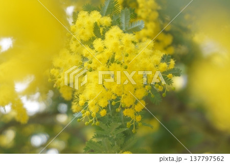 春に咲く黄色の花 ミモザ 春に咲く黄色の花 ミモザ 137797562