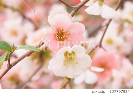 春に咲く花 ピンクと白のボケの花 春に咲く花 ピンクと白のボケの花 137797924