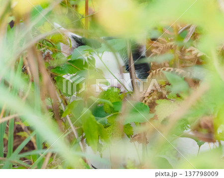 草むらの中の猫 草むらの中の猫 137798009