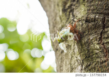 殻から抜け出したばかりの緑色のセミ 137798154