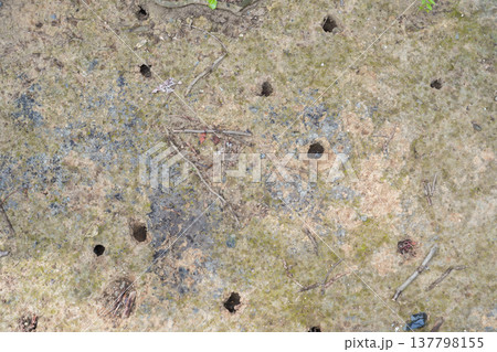 羽化のために地上へ這い出したセミの幼虫の穴 137798155
