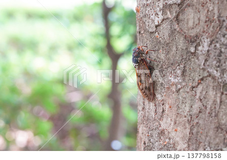 木肌にとまり鳴くアブラゼミの成虫 137798158