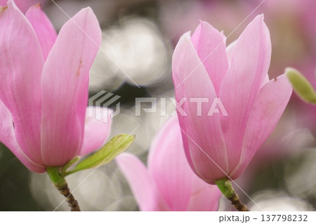コブシに似た花　シモクレンの花 137798232