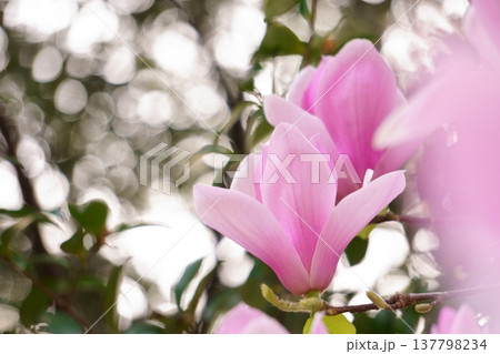 春に咲く赤紫の花 シモクレンの花 春に咲く赤紫の花 シモクレンの花 137798234