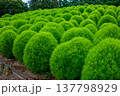 たくさん並んだコキア 137798929