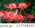 彼岸花の蜜を吸うアゲハチョウ 137798930