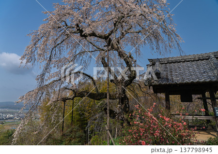 京都府綴喜郡井手町の地蔵禅院に咲く、絢らんな様を誇るしだれ桜を撮影 京都府綴喜郡井手町の地蔵禅院に咲く、絢らんな様を誇るしだれ桜を撮影 137798945