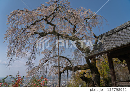 京都府綴喜郡井手町の地蔵禅院に咲く、絢らんな様を誇るしだれ桜を撮影 京都府綴喜郡井手町の地蔵禅院に咲く、絢らんな様を誇るしだれ桜を撮影 137798952