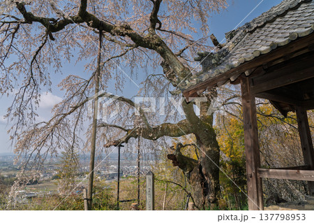 京都府綴喜郡井手町の地蔵禅院に咲く、絢らんな様を誇るしだれ桜を撮影 137798953