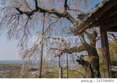 京都府綴喜郡井手町の地蔵禅院に咲く、絢らんな様を誇るしだれ桜を撮影 137798954
